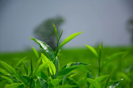 不要告诉别人（淘宝上恶搞假怀孕胶囊）淘宝卖的假怀孕药粉能用吗 第2张